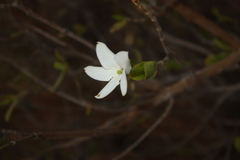 Gardenia gummifera